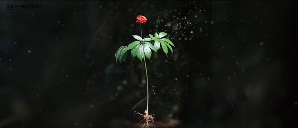 聽(tīng)，三七在說(shuō)話(huà)